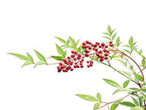 清み指圧治療院